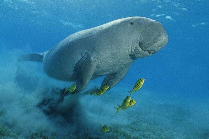 Abu Dabbab Dugong Bay Snorkeling Trip
