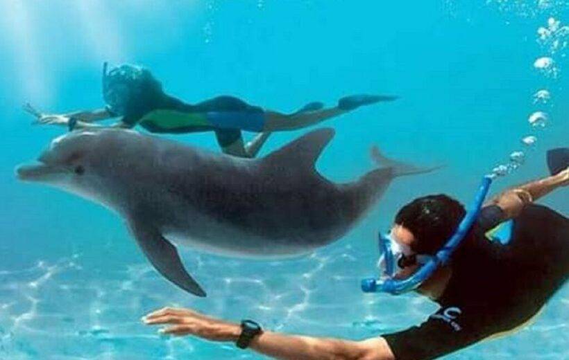 Dolphin House Snorkeling Trip
