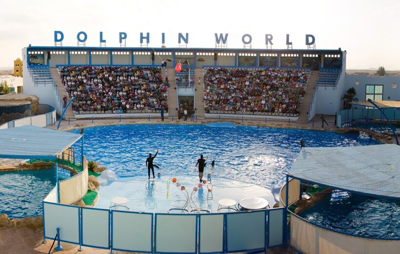 Dolphin Show Hurghada
